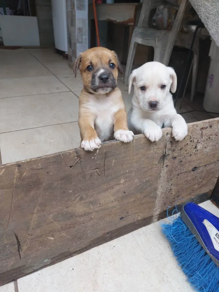 Cachorro ra a Mestiça idade Abaixo de 2 meses nome Milk