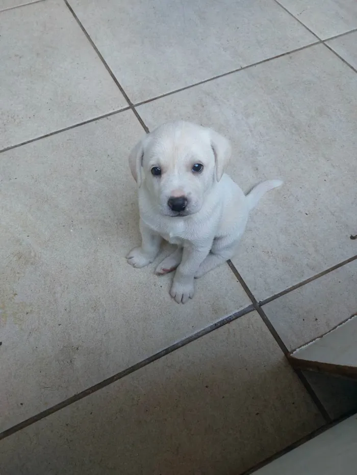 Cachorro ra a Mestiça idade Abaixo de 2 meses nome Milk
