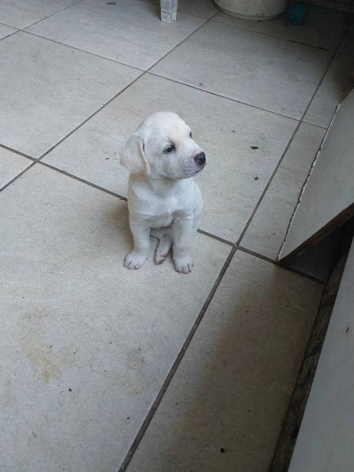 Cachorro ra a Mestiça idade Abaixo de 2 meses nome Milk