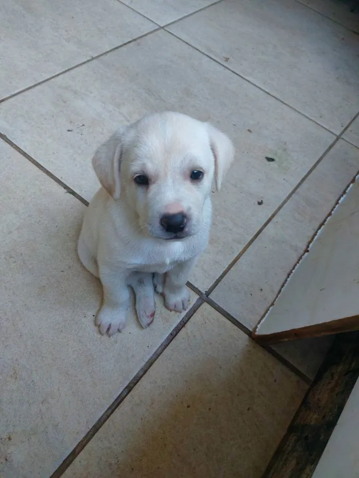 Cachorro ra a Mestiça idade Abaixo de 2 meses nome Milk