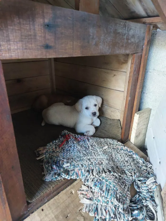 Cachorro ra a Mestiça idade Abaixo de 2 meses nome Milk