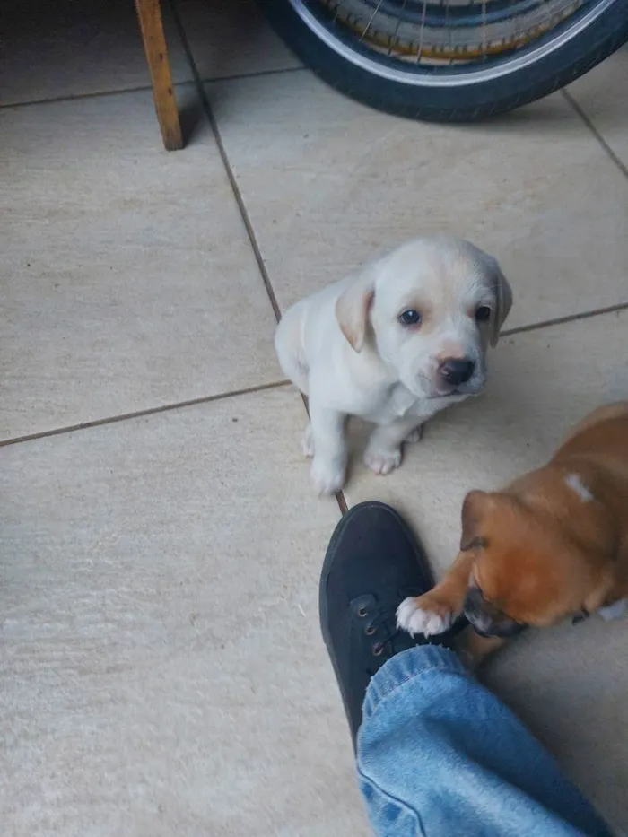 Cachorro ra a Mestiça idade Abaixo de 2 meses nome Milk