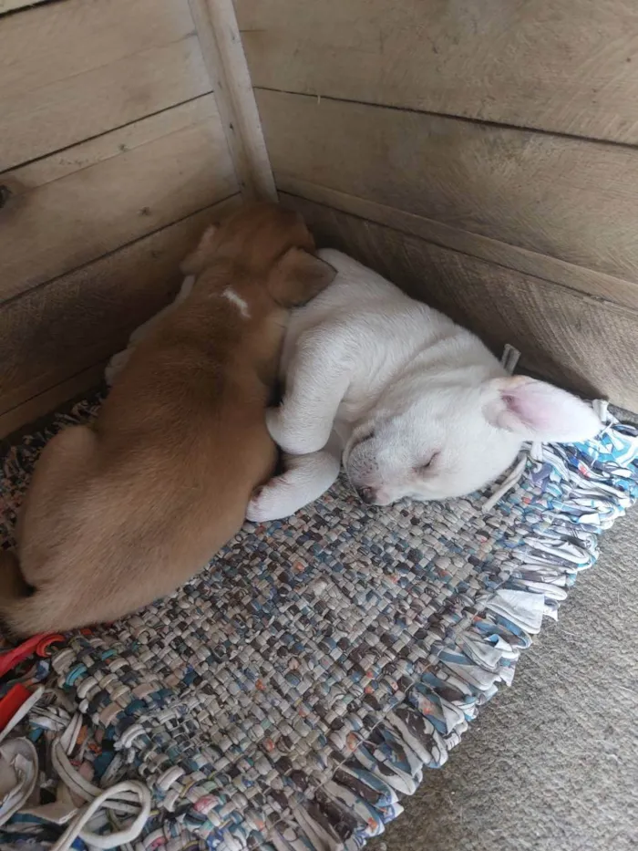 Cachorro ra a Mestiça idade Abaixo de 2 meses nome Milk