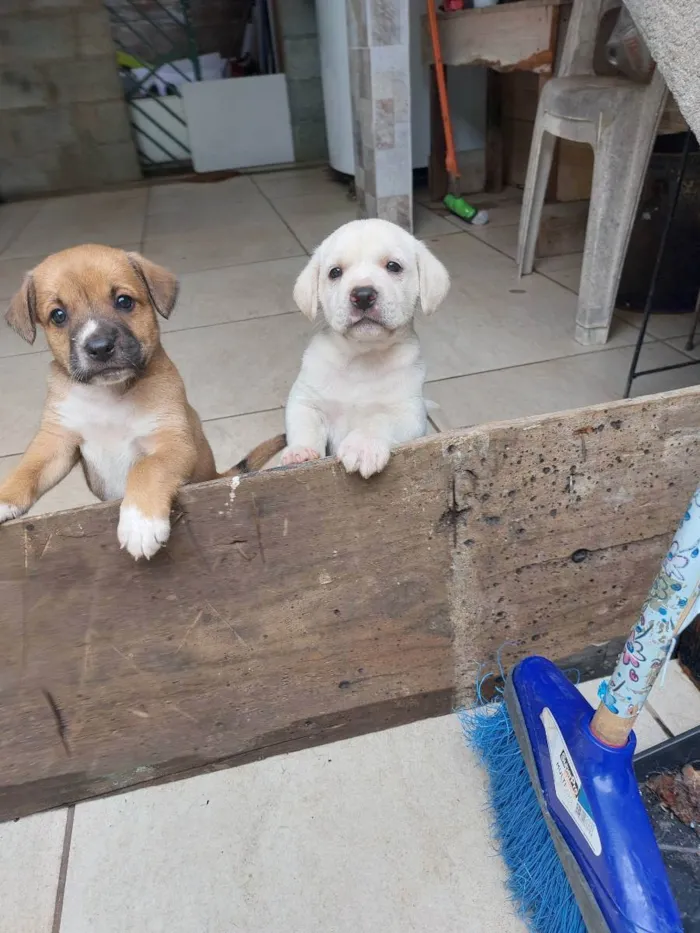 Cachorro ra a Mestiça idade Abaixo de 2 meses nome Milk