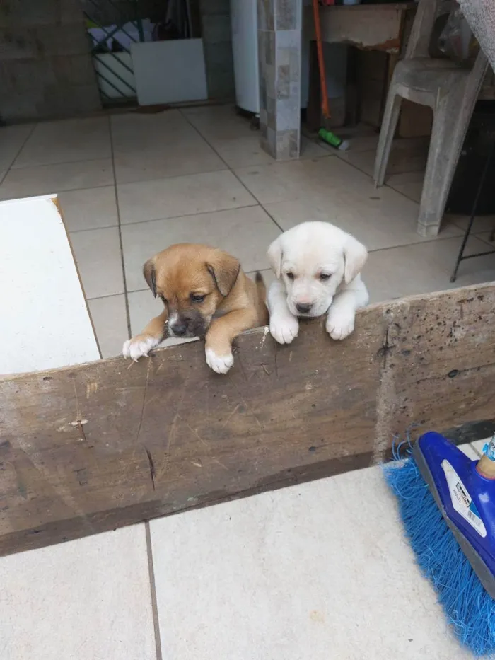 Cachorro ra a Mestiça idade Abaixo de 2 meses nome Milk