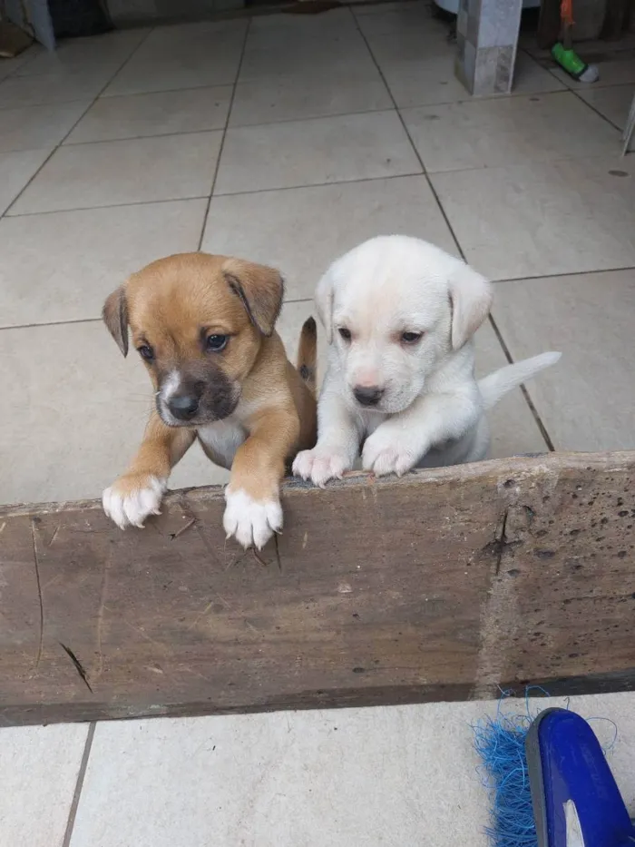 Cachorro ra a Mestiça idade Abaixo de 2 meses nome Milk