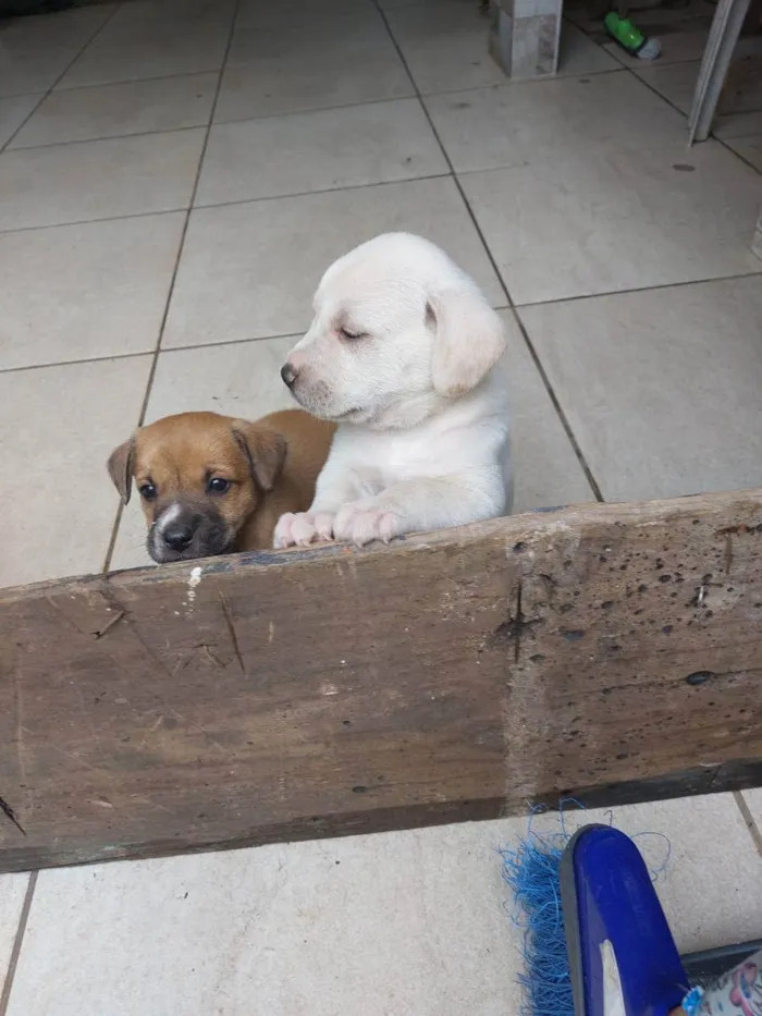 Cachorro ra a Mestiça idade Abaixo de 2 meses nome Milk