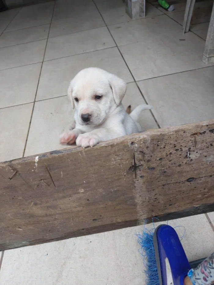Cachorro ra a Mestiça idade Abaixo de 2 meses nome Milk