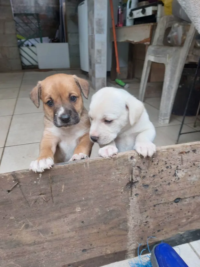 Cachorro ra a Mestiça idade Abaixo de 2 meses nome Milk