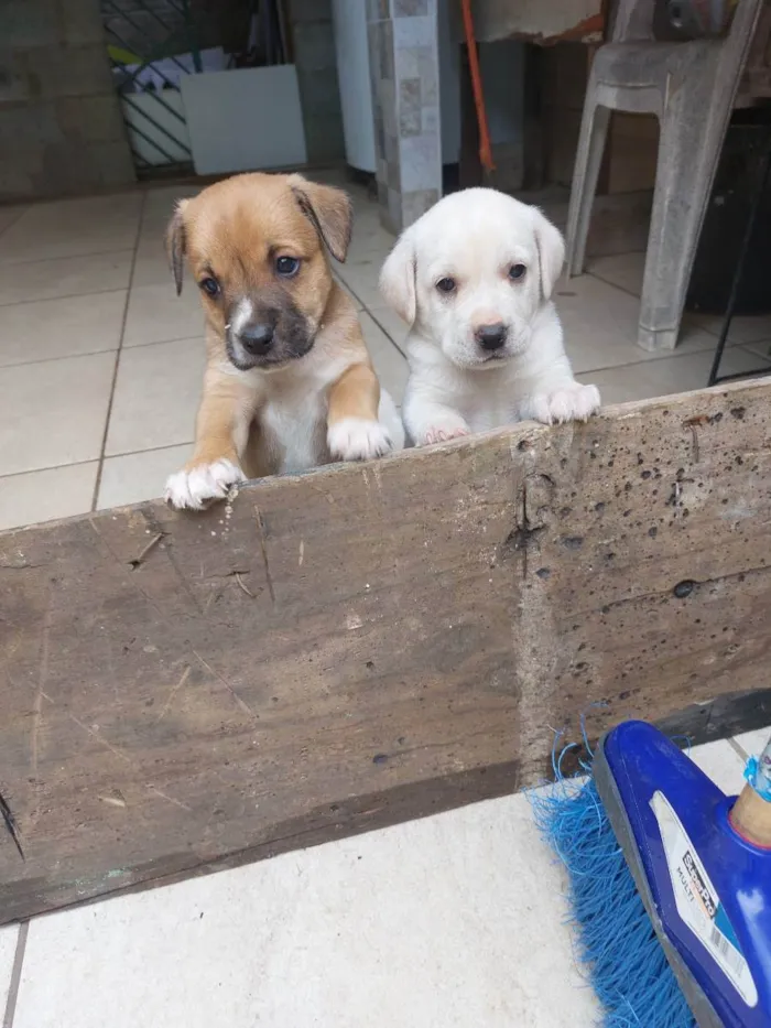 Cachorro ra a Mestiça idade Abaixo de 2 meses nome Milk