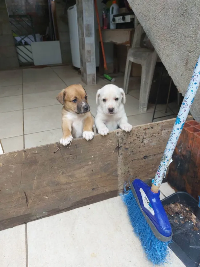 Cachorro ra a Mestiça idade Abaixo de 2 meses nome Milk