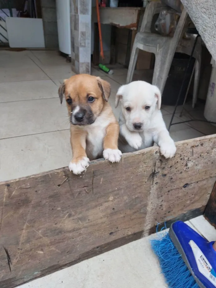 Cachorro ra a Mestiça idade Abaixo de 2 meses nome Milk