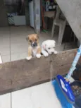 Milk