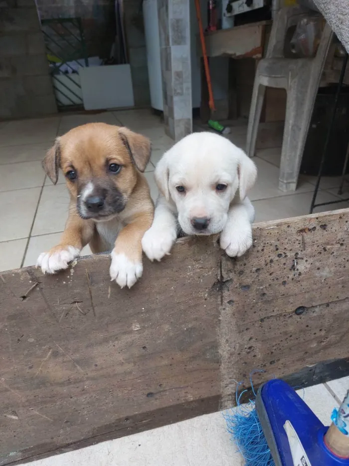 Cachorro ra a Mestiça idade Abaixo de 2 meses nome Milk