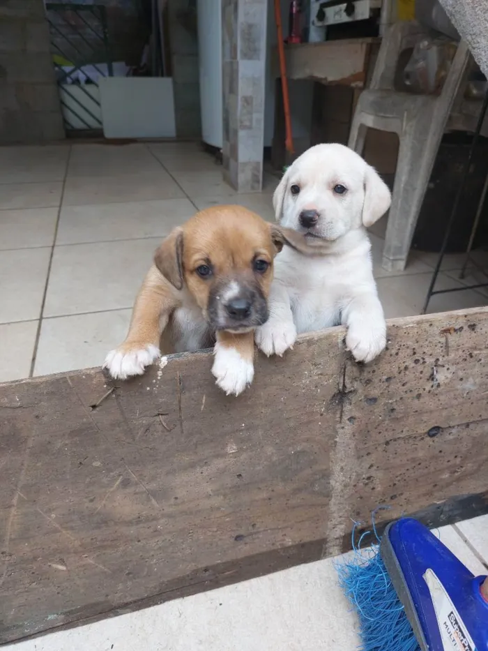 Cachorro ra a Mestiça idade Abaixo de 2 meses nome Milk