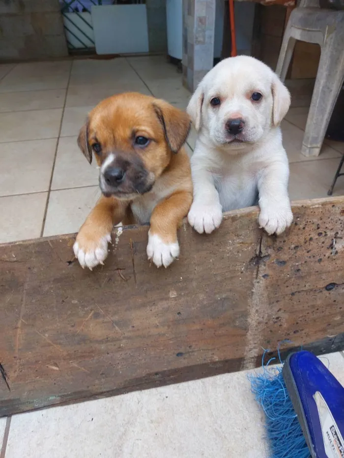 Cachorro ra a Mestiça idade Abaixo de 2 meses nome Milk