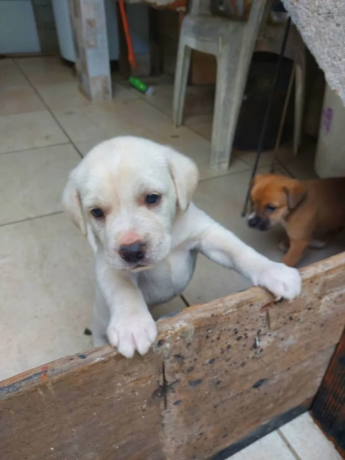 Cachorro ra a Mestiça idade Abaixo de 2 meses nome Milk