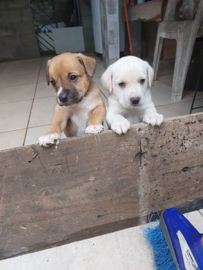 Cachorro ra a Mestiça idade Abaixo de 2 meses nome Pedrinho