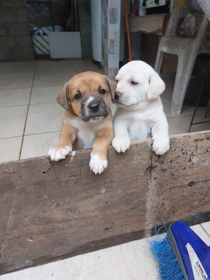 Cachorro ra a Mestiça idade Abaixo de 2 meses nome Pedrinho