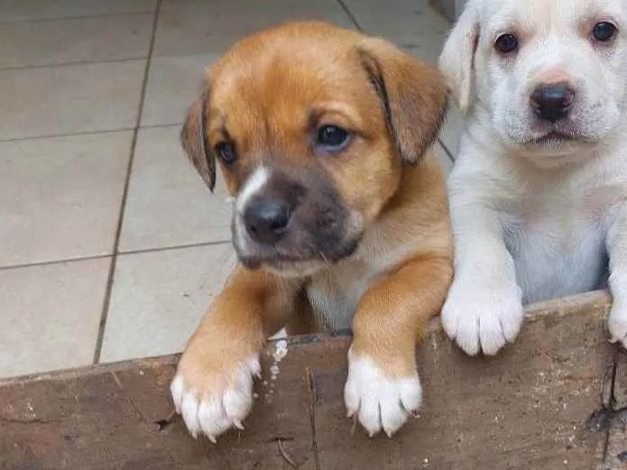 Cachorro ra a Mestiça idade Abaixo de 2 meses nome Pedrinho