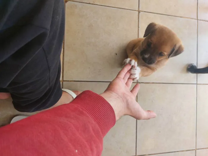Cachorro ra a Mestiça idade Abaixo de 2 meses nome Pedrinho