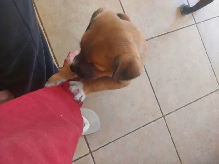 Cachorro ra a Mestiça idade Abaixo de 2 meses nome Pedrinho
