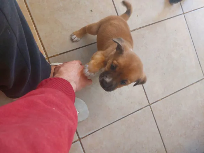 Cachorro ra a Mestiça idade Abaixo de 2 meses nome Pedrinho