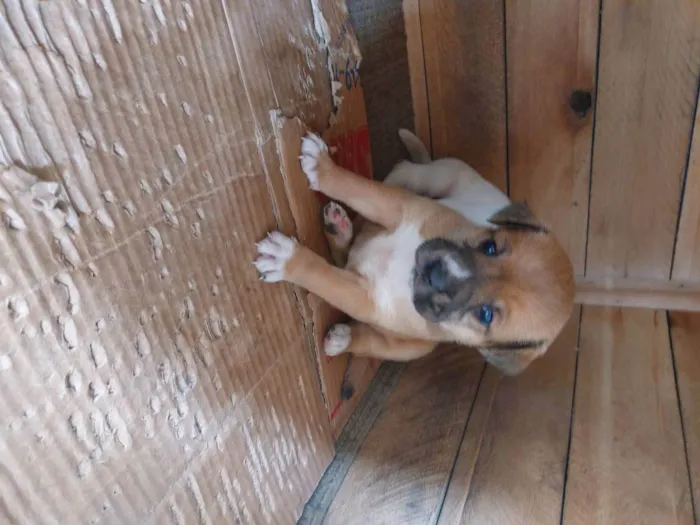 Cachorro ra a Mestiça idade Abaixo de 2 meses nome Pedrinho