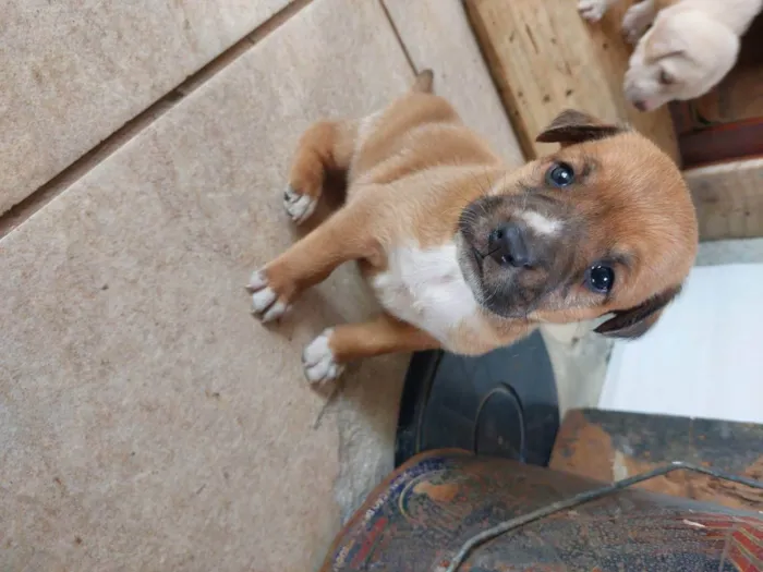 Cachorro ra a Mestiça idade Abaixo de 2 meses nome Pedrinho