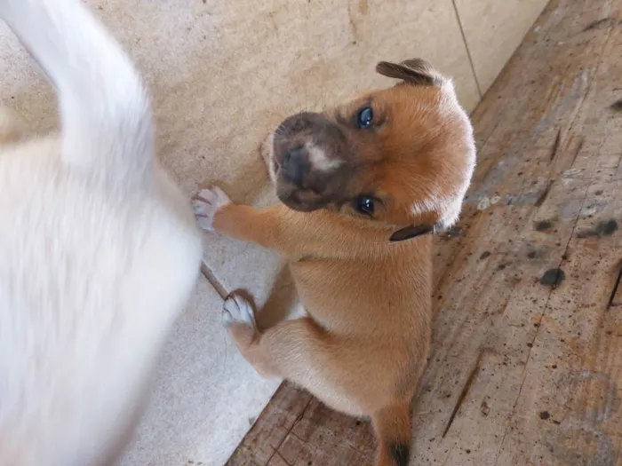 Cachorro ra a Mestiça idade Abaixo de 2 meses nome Pedrinho