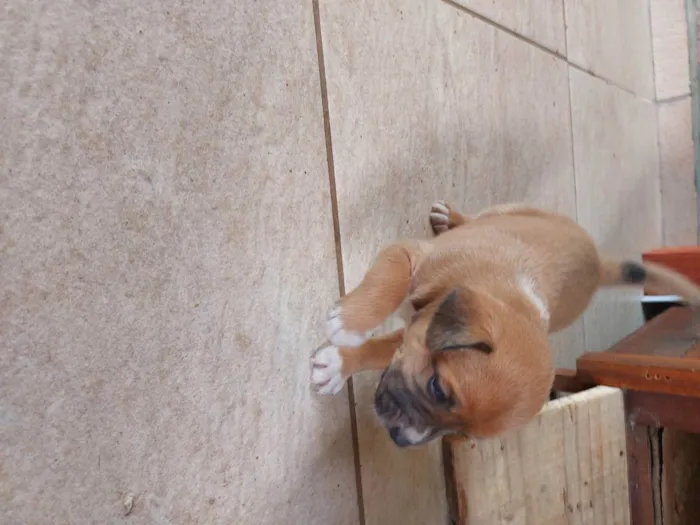 Cachorro ra a Mestiça idade Abaixo de 2 meses nome Pedrinho
