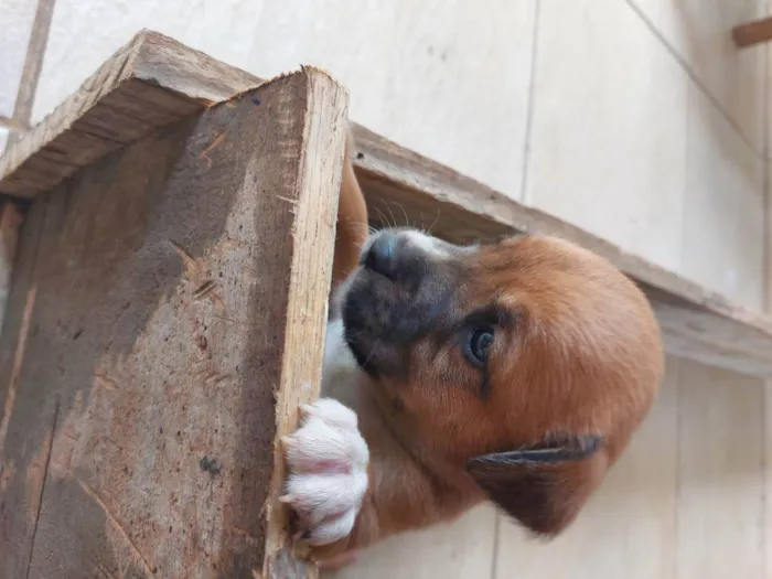 Cachorro ra a Mestiça idade Abaixo de 2 meses nome Pedrinho