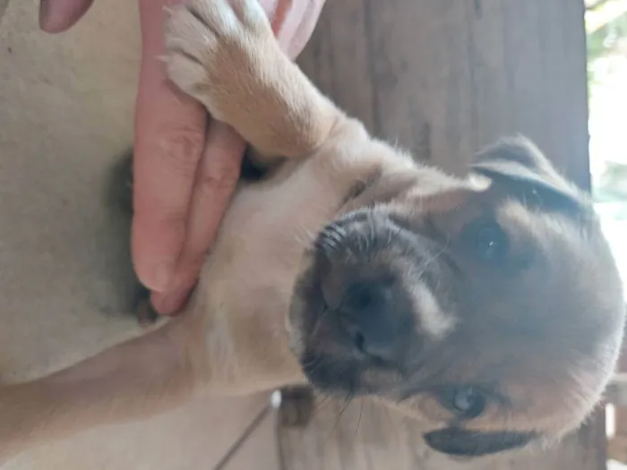 Cachorro ra a Mestiça idade Abaixo de 2 meses nome Pedrinho