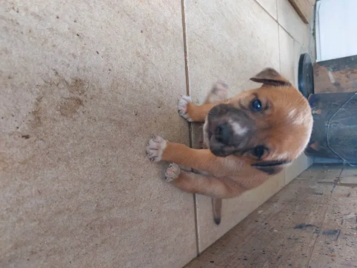 Cachorro ra a Mestiça idade Abaixo de 2 meses nome Pedrinho