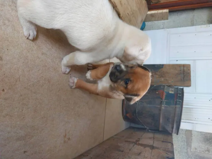 Cachorro ra a Mestiça idade Abaixo de 2 meses nome Pedrinho