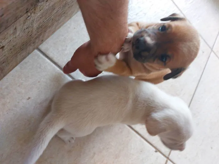 Cachorro ra a Mestiça idade Abaixo de 2 meses nome Pedrinho