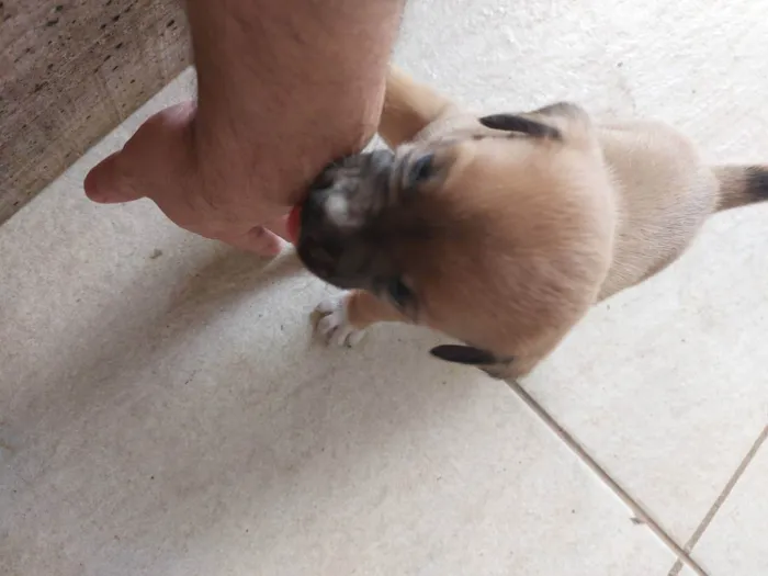 Cachorro ra a Mestiça idade Abaixo de 2 meses nome Pedrinho