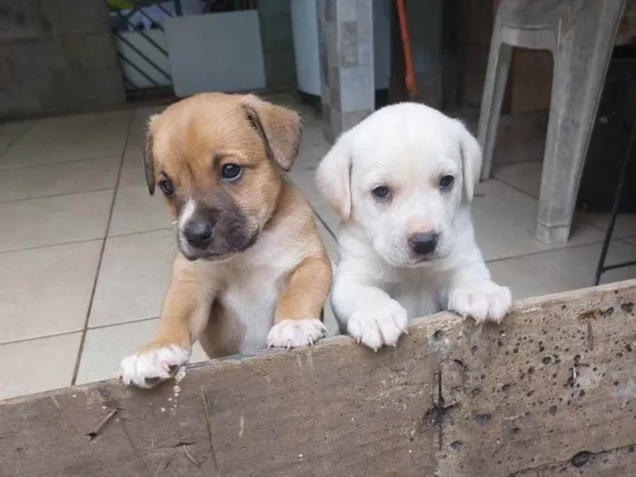Cachorro ra a Mestiça idade Abaixo de 2 meses nome Pedrinho