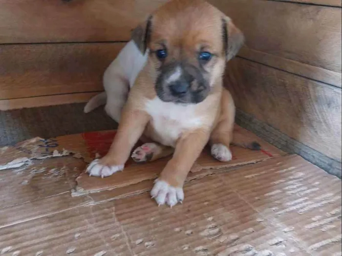 Cachorro ra a Mestiça idade Abaixo de 2 meses nome Pedrinho