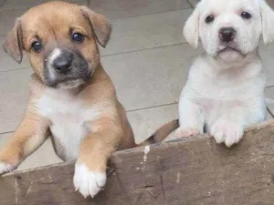 Cachorro raça Mestiça idade Abaixo de 2 meses nome Pedrinho