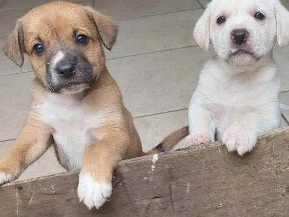 Cachorro ra a Mestiça idade Abaixo de 2 meses nome Pedrinho