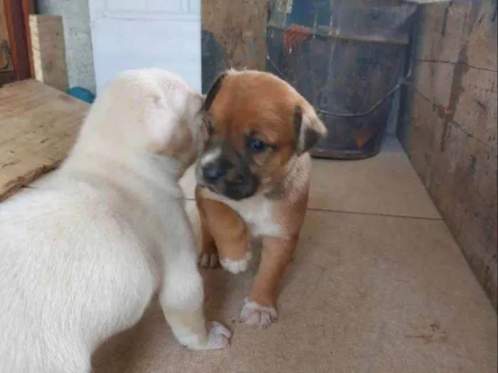Cachorro ra a Mestiça idade Abaixo de 2 meses nome Pedrinho