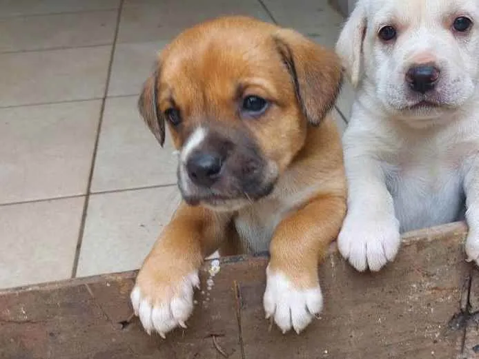Cachorro ra a Mestiça idade Abaixo de 2 meses nome Pedrinho