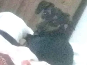 Cachorro raça Pincher com Poodle idade 1 ano nome Não tem nome