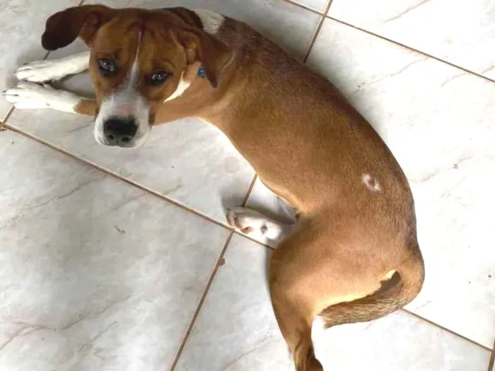 Cachorro ra a sem raça definida idade 7 a 11 meses nome anakin