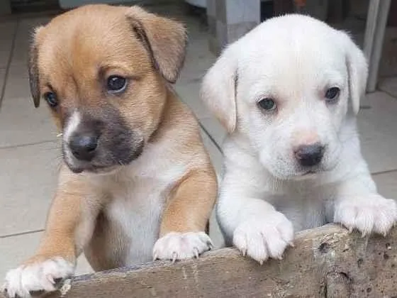 Cachorro ra a Mestiça idade Abaixo de 2 meses nome Milk