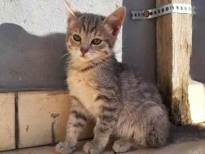 Gato raça Não tem  idade Abaixo de 2 meses nome Lilly