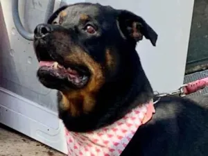 Cachorro raça rotwailler idade 6 ou mais anos nome Sarah