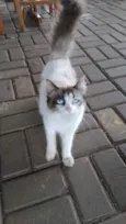 Mia- cristal- pompom