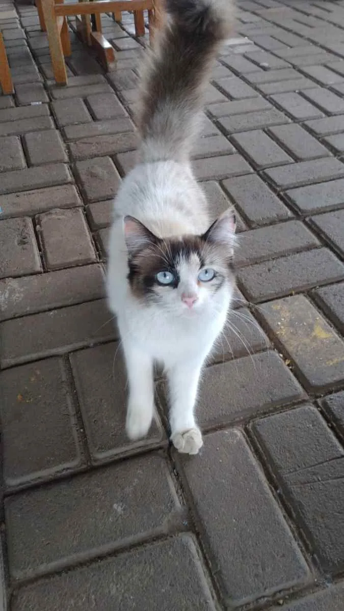 Gato ra a Sem raça  idade 1 ano nome Mia- cristal- pompom
